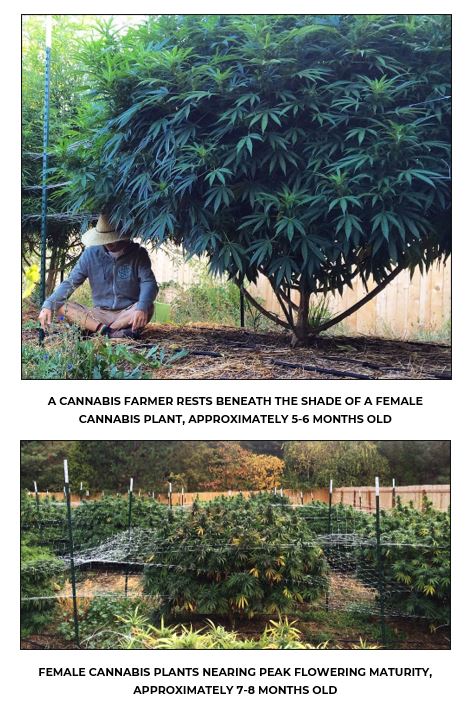 Curious About Cannabis: A Scientific Introduction to a Controversial Plant (3rd Edition HARDBACK)