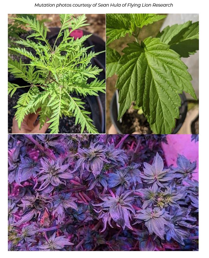 Curious About Cannabis: A Scientific Introduction to a Controversial Plant (3rd Edition HARDBACK)