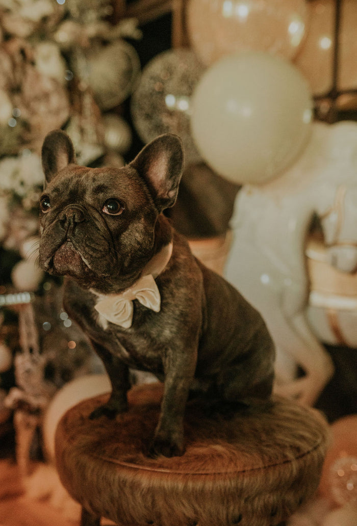 Goldiluxe Dog Bow