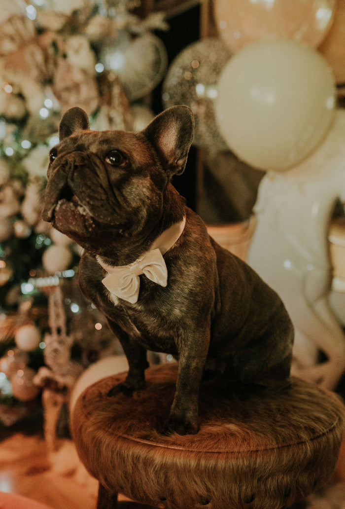 Goldiluxe Dog Bow