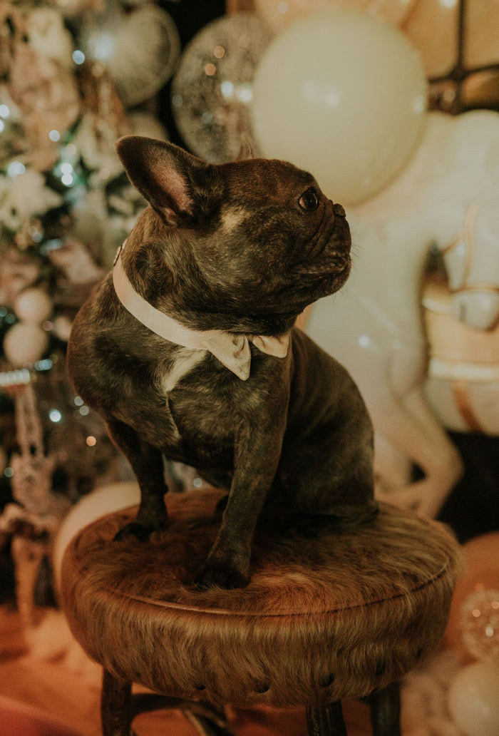 Goldiluxe Dog Bow